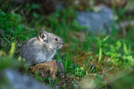 Ochotana collaris (Collared pika)
